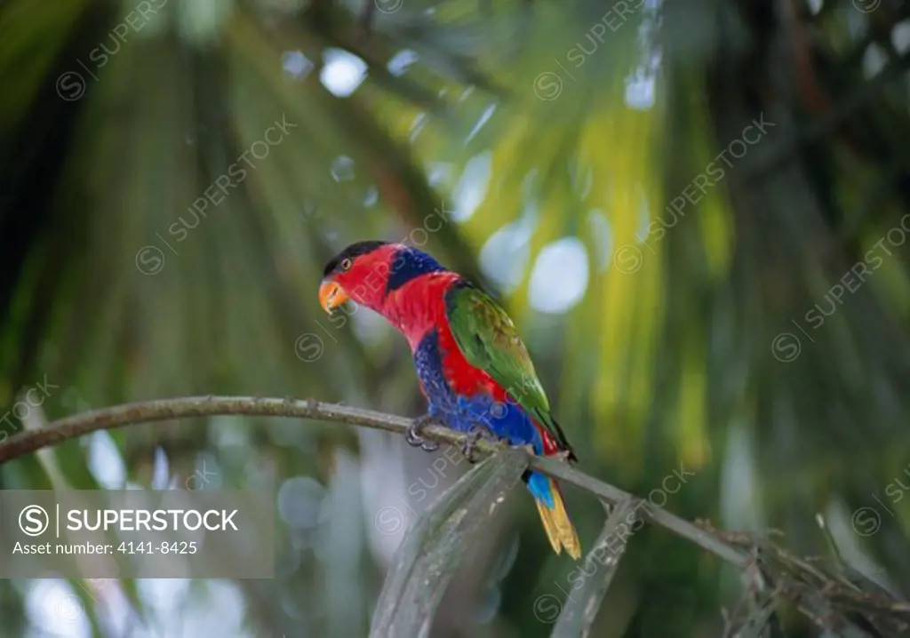 western black-capped lory lorius lory bali bird park, bali, indonesia endemic to new guinea 