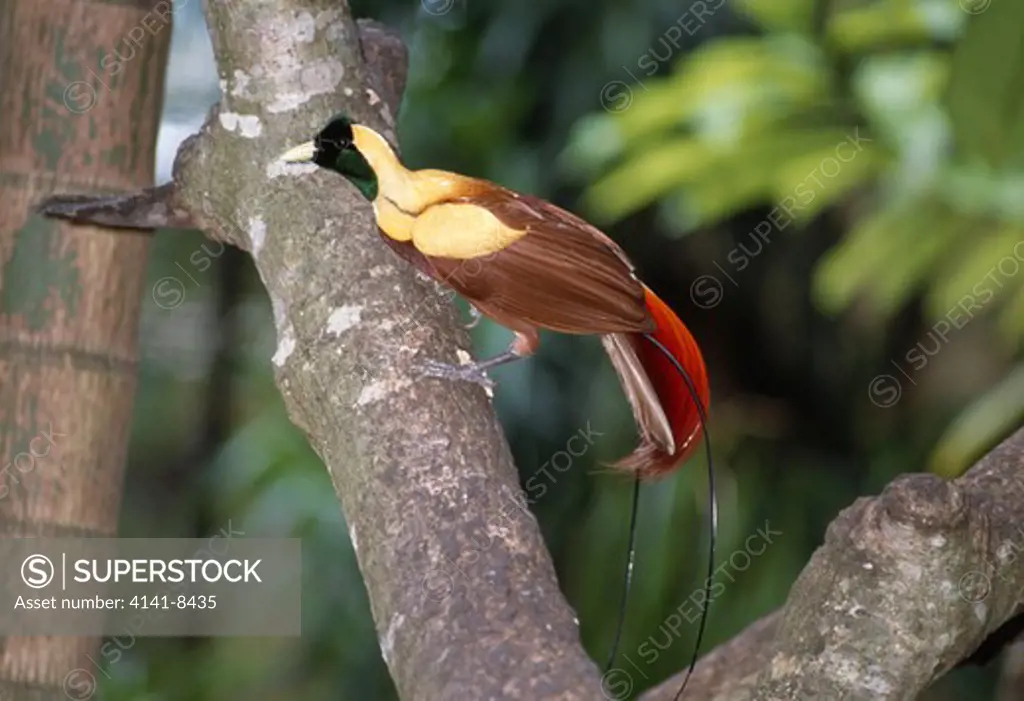 red bird of paradise paradisea rubra bali bird park, indonesia. species is endemic to indonesia.