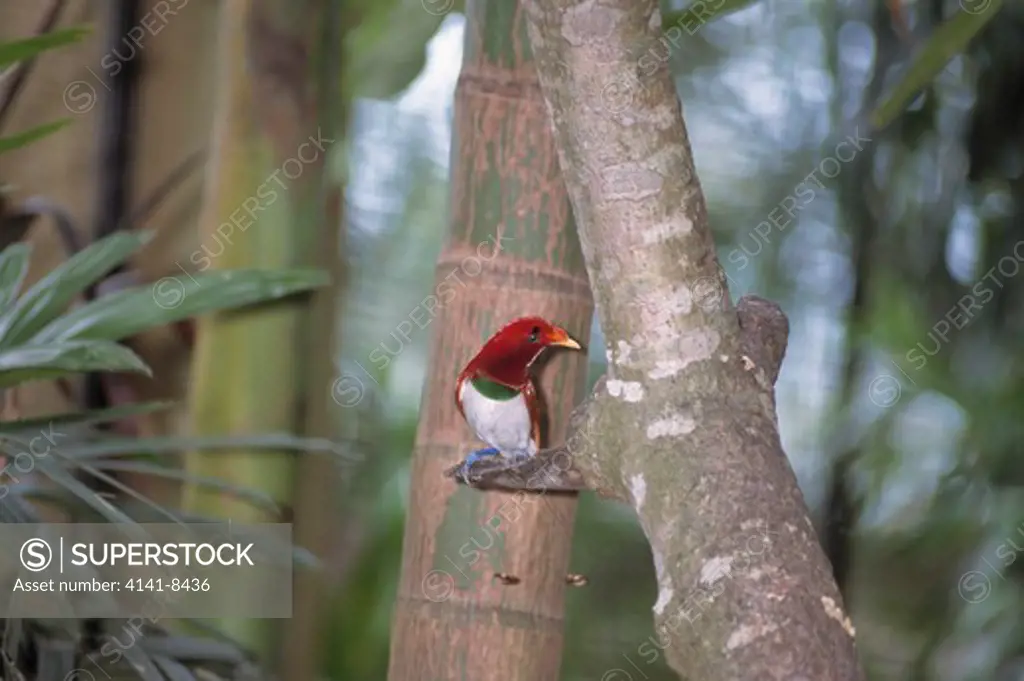 king bird of paradise male cicinnurus regius bali bird park, indonesia endemic to new guinea 