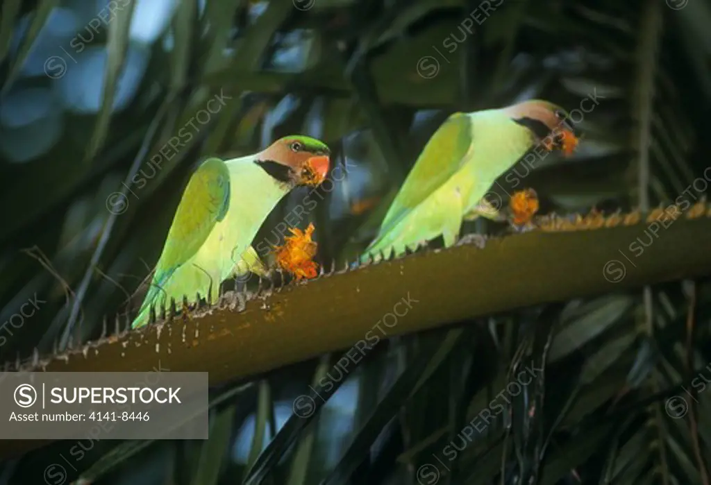 long-tailed parakeet feeding (psittacula longicauda) singapore botanic gardens
