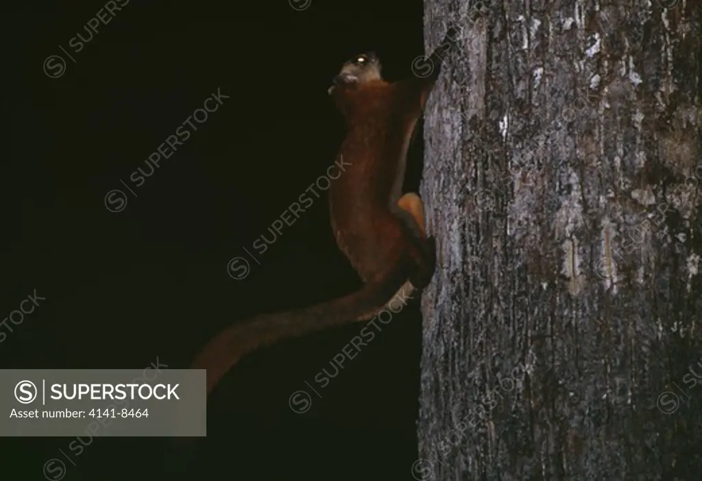 red giant flying squirrel petaurista petaurista on treetrunk. langkawi, malaysia.
