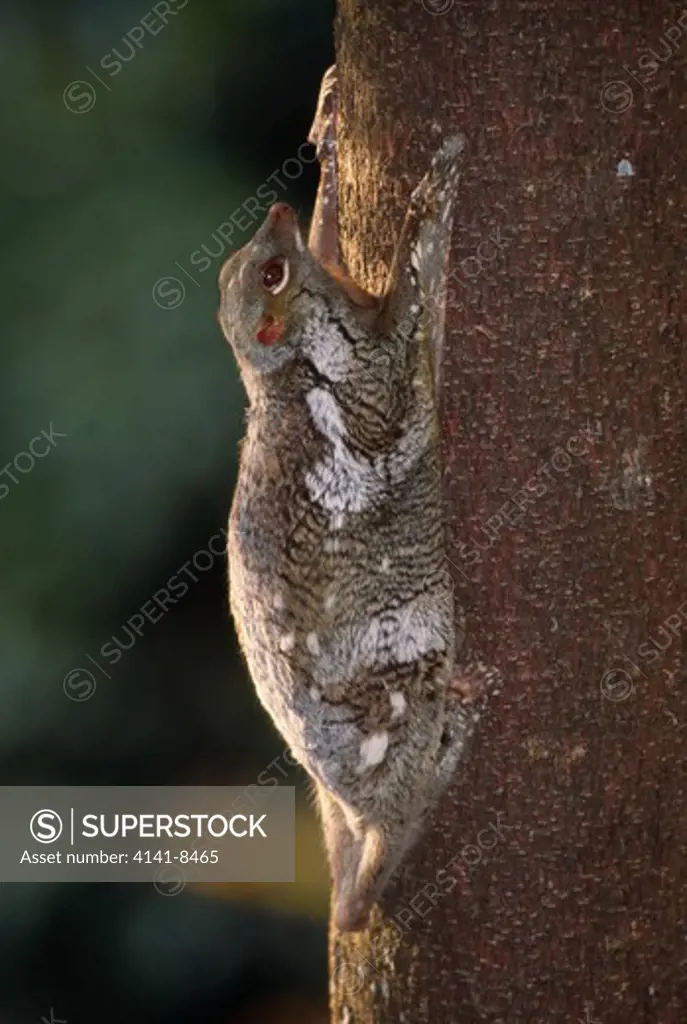 flying lemur or colugo cynocephalus variegatus langkawi, malaysia
