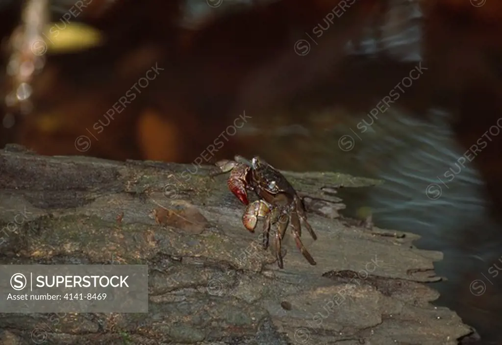tree-climbing or vinegar crab episesarma singaporense singapore