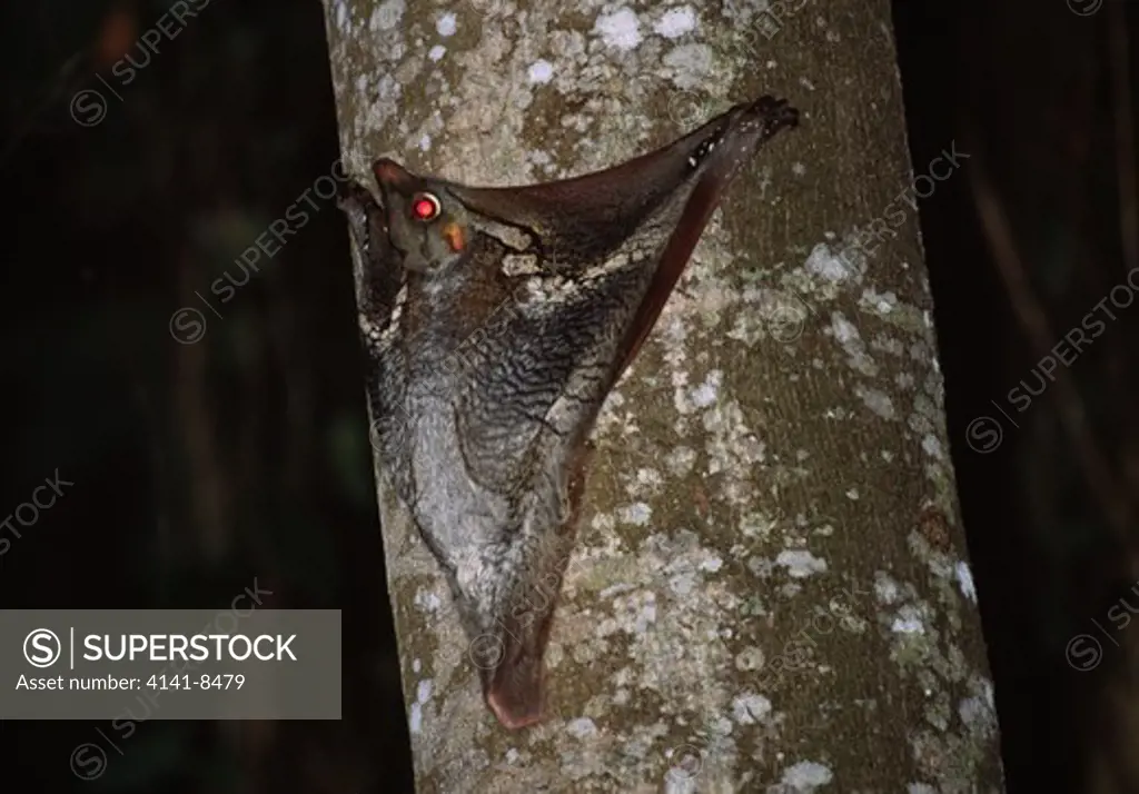 flying lemur on trunk cynocephalus variegatus catchment forest, singapore 