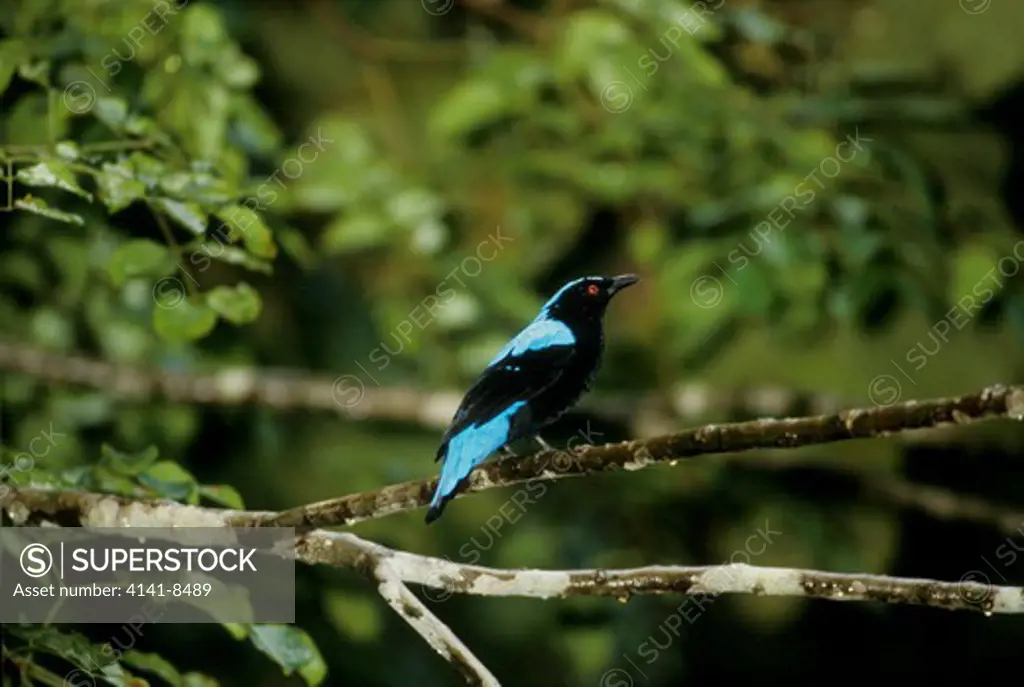 asian fairy bluebird irena puella malaysia