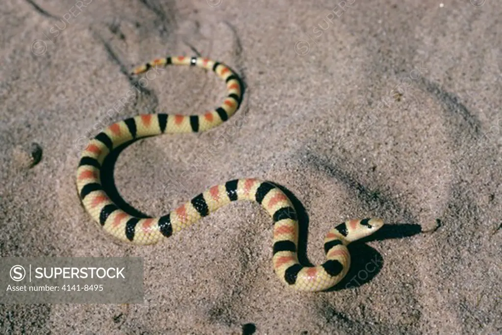 colorado desert shovelnose snake chionactis occipitalis annulata warning colouration 