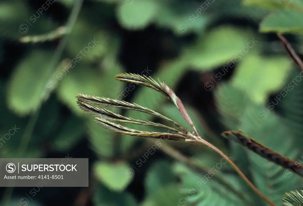 sensitive plant (touch-me-not) mimosa pudica after being touched 