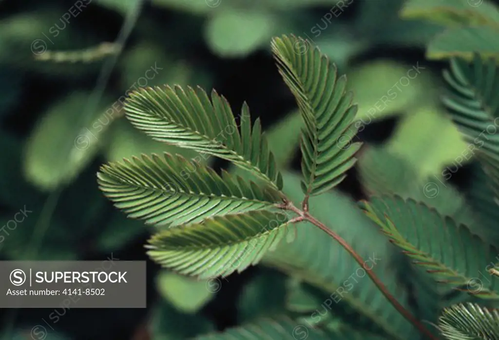 sensitive plant (touch-me-not) mimosa pudica untouched