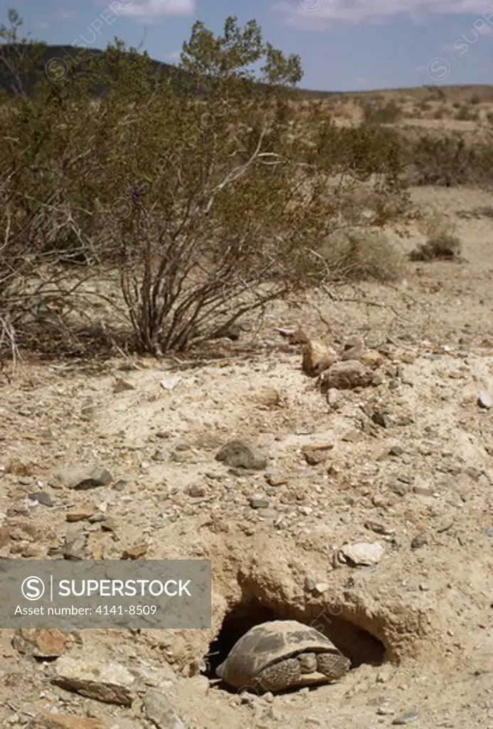california desert tortoise gopherus agassizii near to barstow, western mojave desert, california, western usa