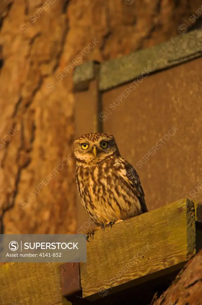 little owl athene noctua outside nestbox uk