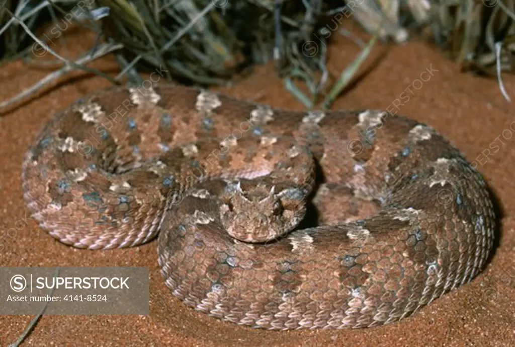 horned puff adder bitis caudalis northern cape, south africa 