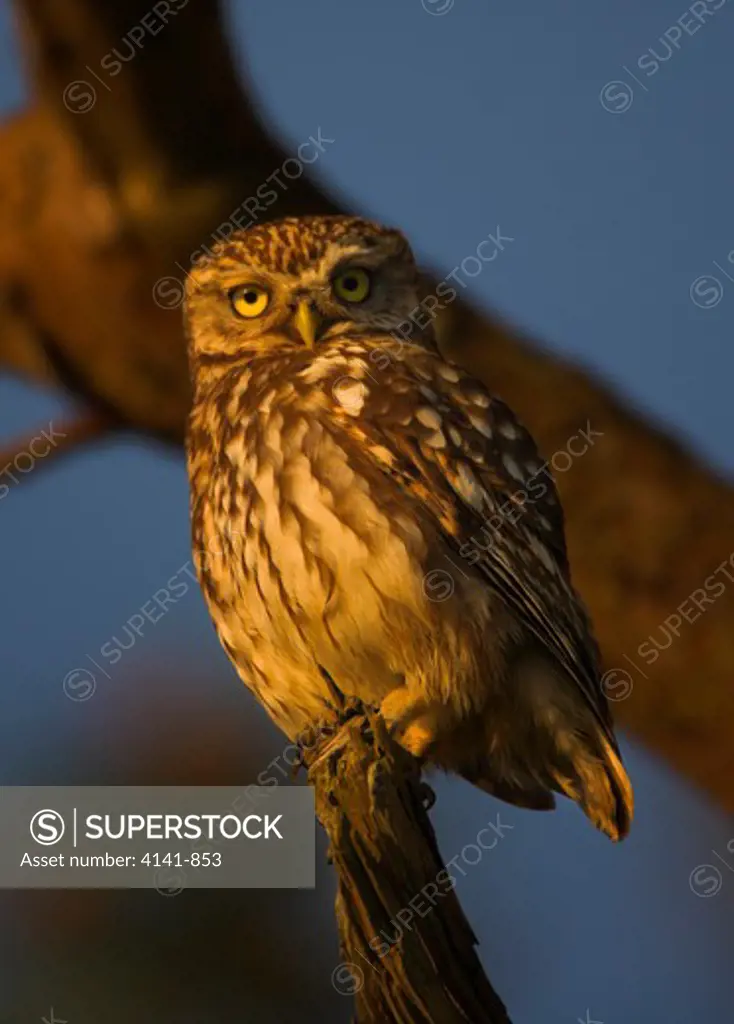 little owl athene noctua on perch uk