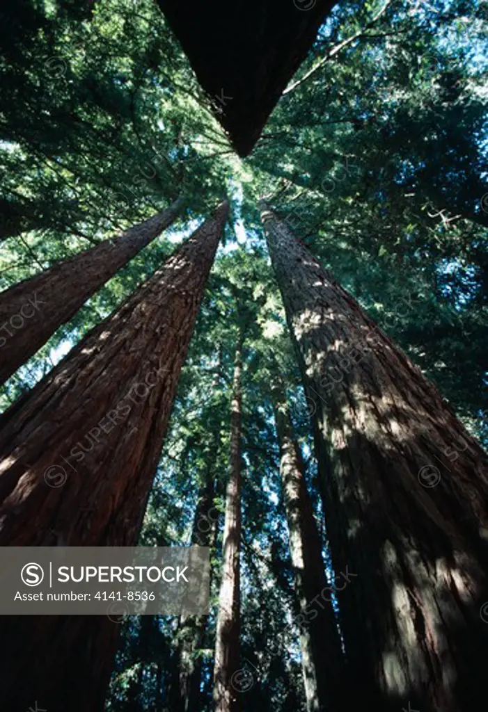 coast or californian redwood sequoia sempervirens view upwards to canopy 