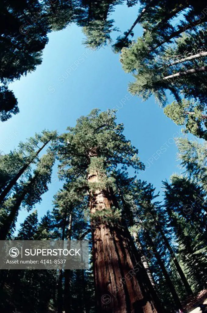 giant sequoia or wellingtonia sequoiadendron giganteum view upwards to canopy