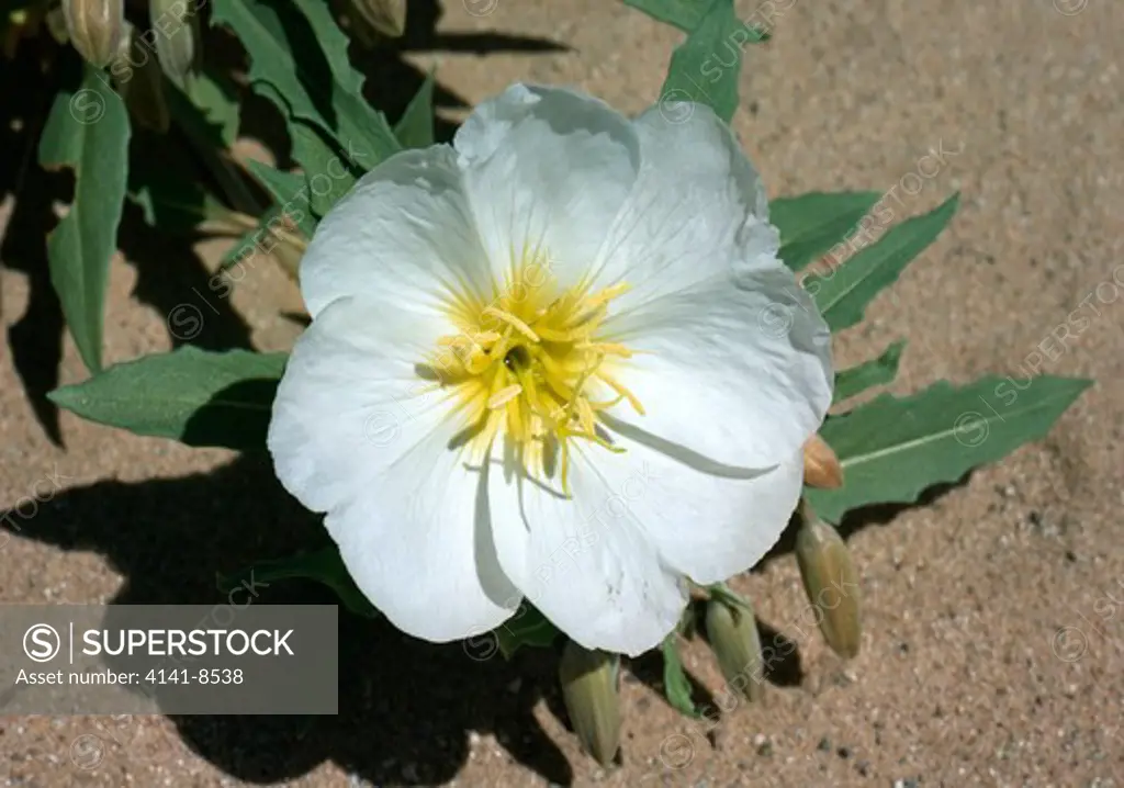desert primrose flower detail oenothera deltoides