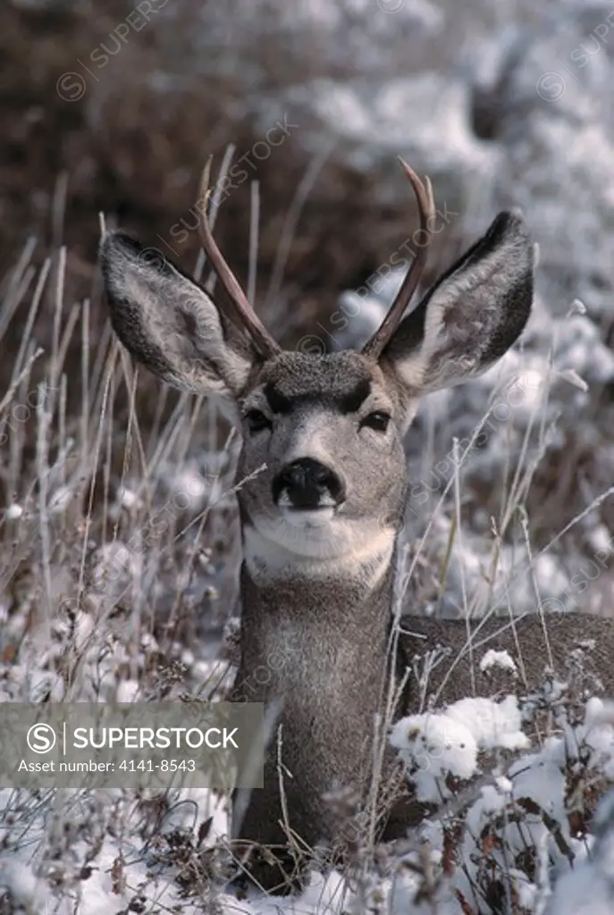 blacktail or mule deer odocoileus hemionus resting in snow yellowstone np, wyoming, usa