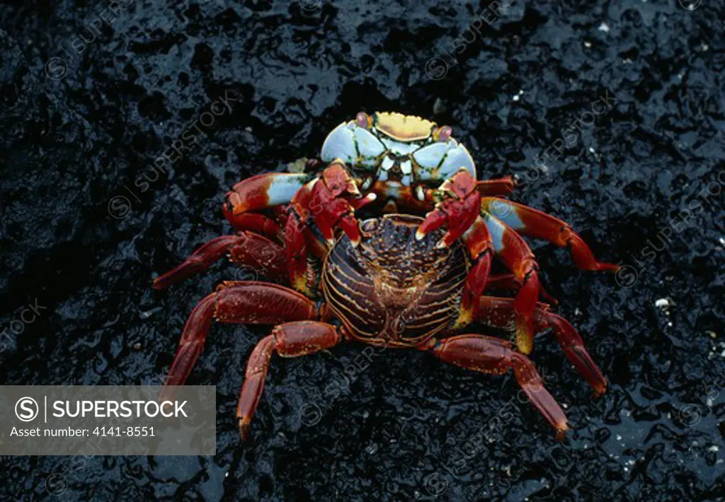 sally lightfoot crabs fighting grapsus grapsus st james island,galapagos islands 