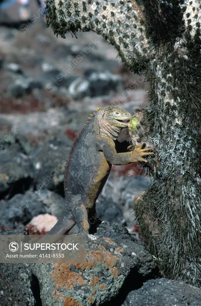 galapagos land iguana conolophus subcristatus eating cactus south plaza island, galapagos islands. vulnerable 