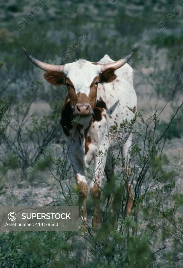 texas longhorn cattle big bend, texas 