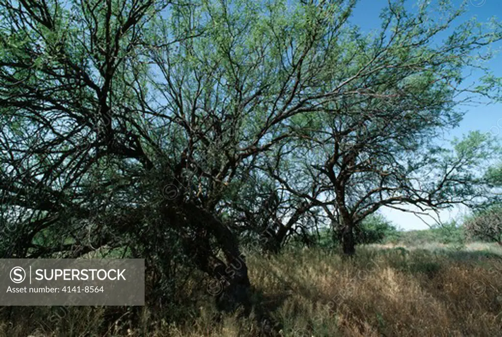 mesquite prosopis juliflora sonoran desert, arizona, usa 