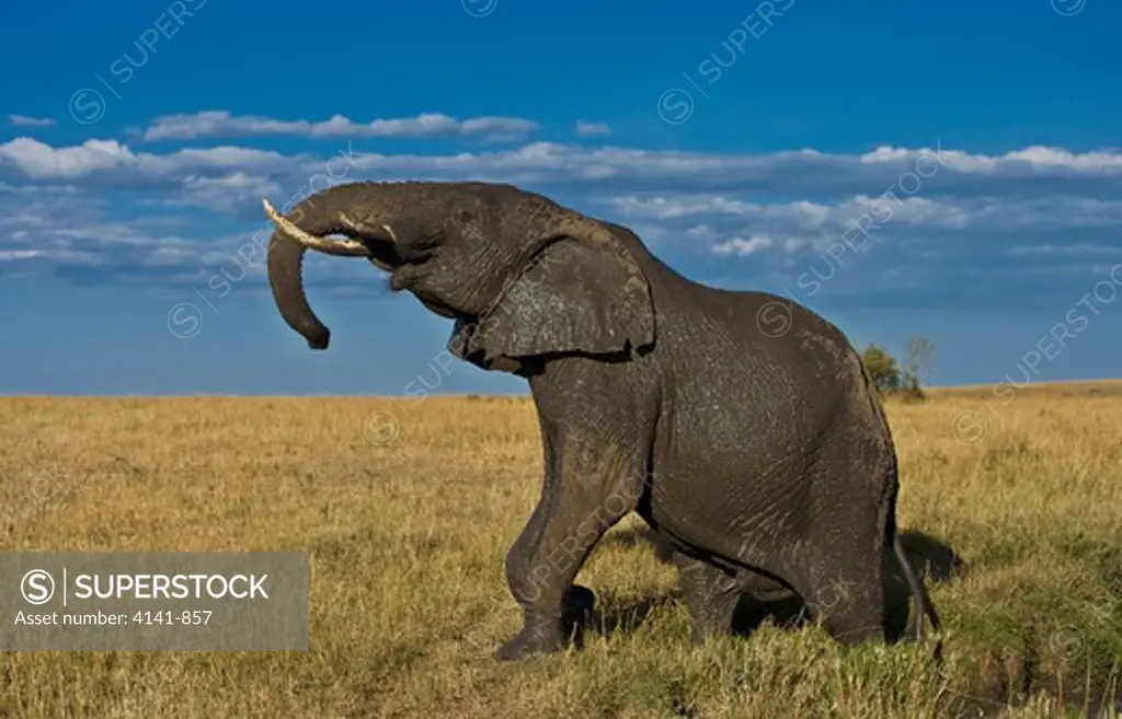 african elephant loxidonta africana emerging from mud wallow masai mara, kenya