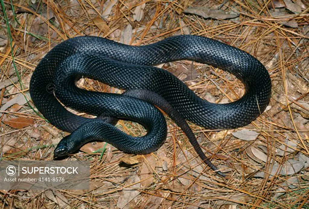 black pine snake pituophis melanoleucus lodingi sw alabama, south eastern usa