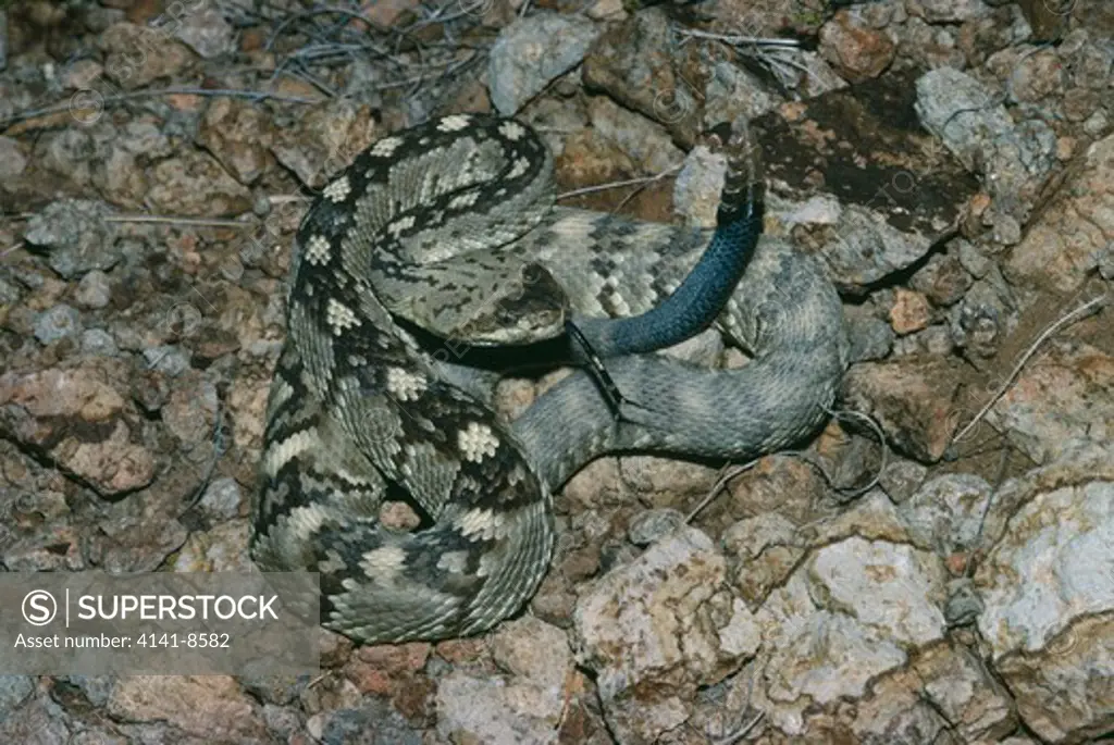 northern blacktail rattlesnake crotalus molossus molossus big bend, western texas, usa 