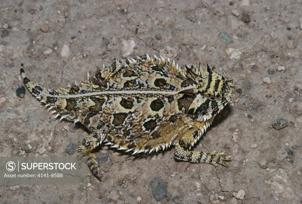 texas horned lizard may phrynosoma cornutum big bend, western texas, usa 