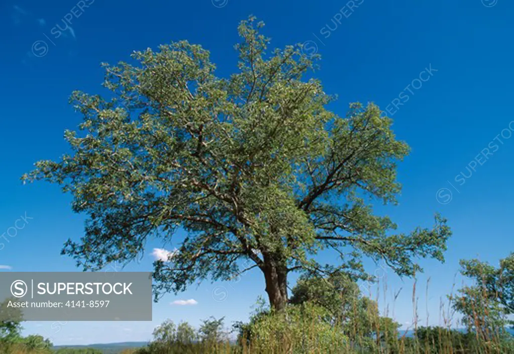 marula tree sclerocarya birrea caffra kruger natl park, south africa