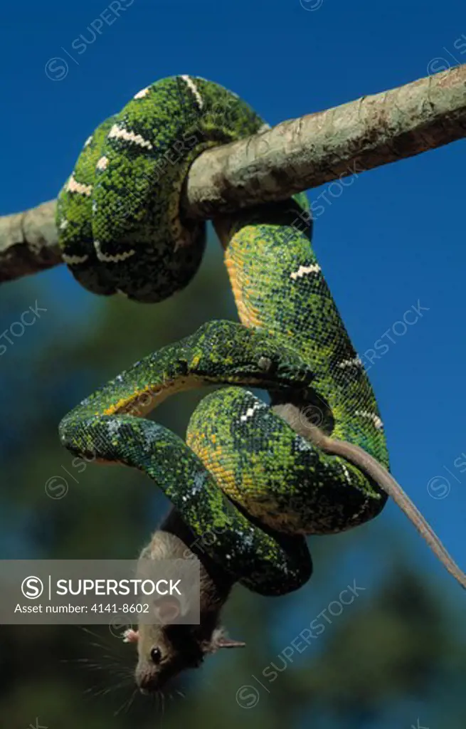 emerald tree boa corallus caninus young eating large mouse species of tropical south america 