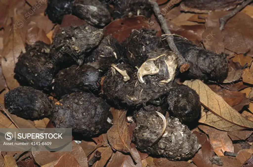 great horned owl pellets with remains of rodents in diet california, usa owl is bubo virginianus