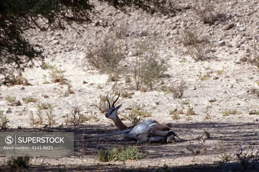 springbok giving birth october antidorcas marsupialis young beginning to emerge sequence of pictures: no.1 of 14 