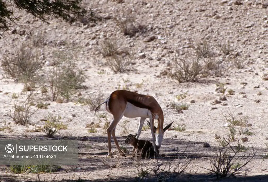 springbok giving birth october antidorcas marsupialis mother cleaning young (2) sequence of pictures: no.6 of 14