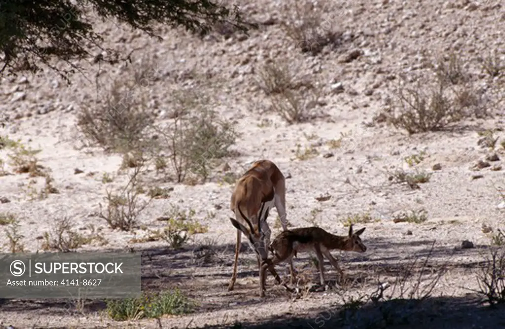 springbok giving birth october antidorcas marsupialis mother cleaning standing young sequence of pictures: no.9 of 14