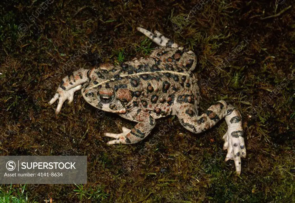 california toad april bufo halophilus on mossy bank near geyserville, northern california, western usa 
