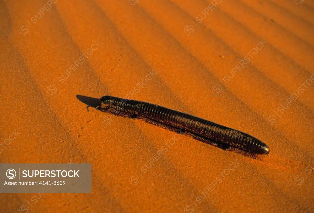 giant millipede 20 cm long on sand dune, kalahari, south africa 