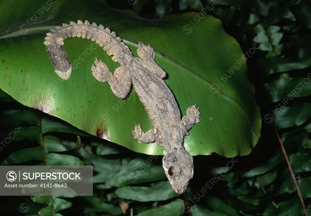 kuhl's flying gecko ptychozoon kuhli june java, indonesia 