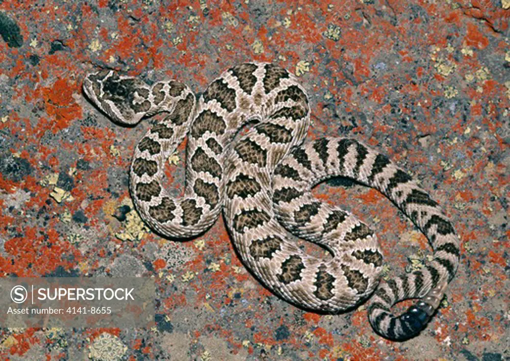 great basin rattlesnake young crotalus viridis lutosus north eastern california, usa
