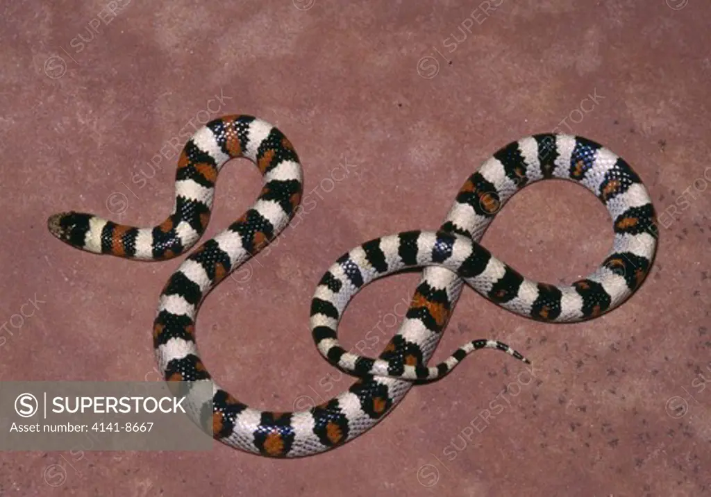 central plains milk snake female lampropeltis triangulum gentilis se colorado, usa