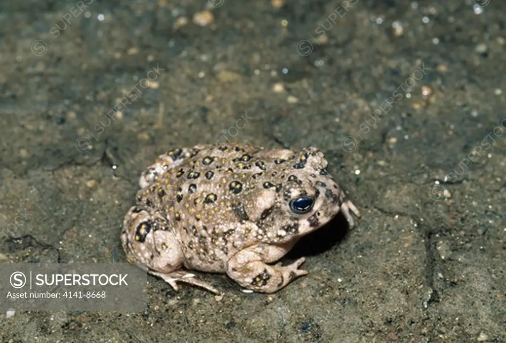 southwestern arroyo toad bufo microscaphus californicus california, usa. rare species. protected. 