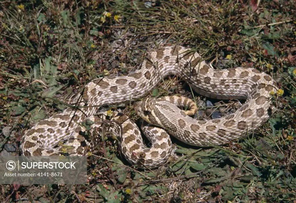 plains hognose snake female heterodon nasicus nasicus north west texas, usa.