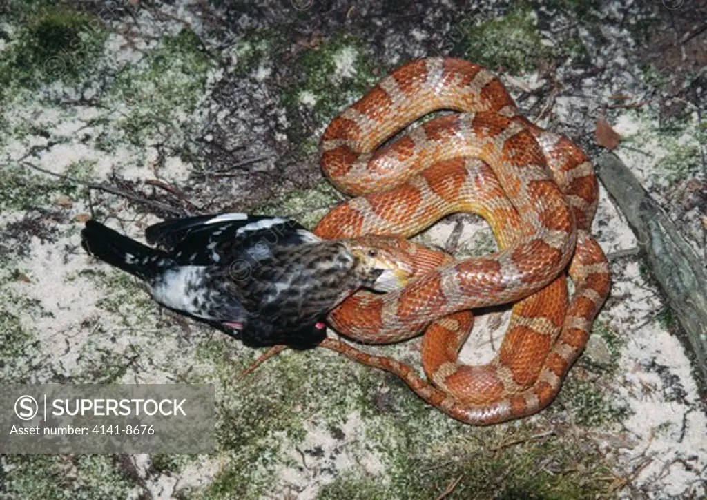 rosy rat snake or keys corn snake elaphe guttata rosacea eating rose-breasted grosbeak. monroe county, florida, usa