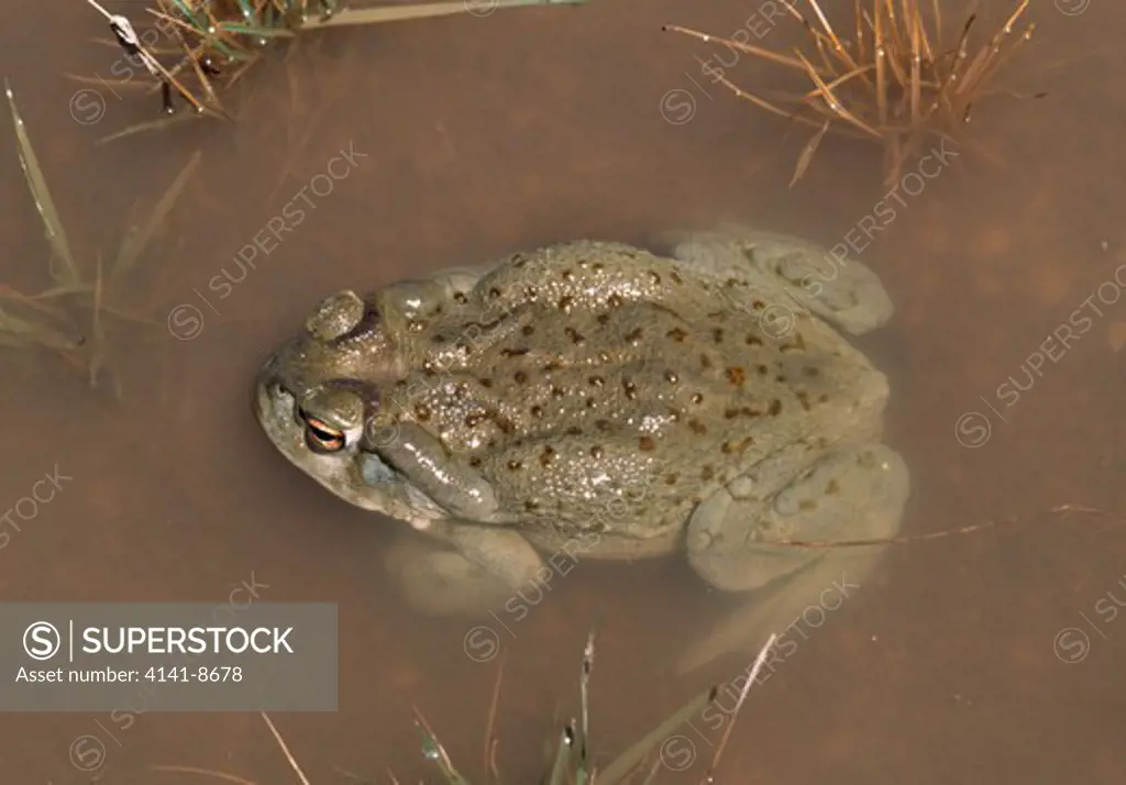 colorado river toad in pool bufo alvarius santa rita mountains (4200ft), arizona, usa