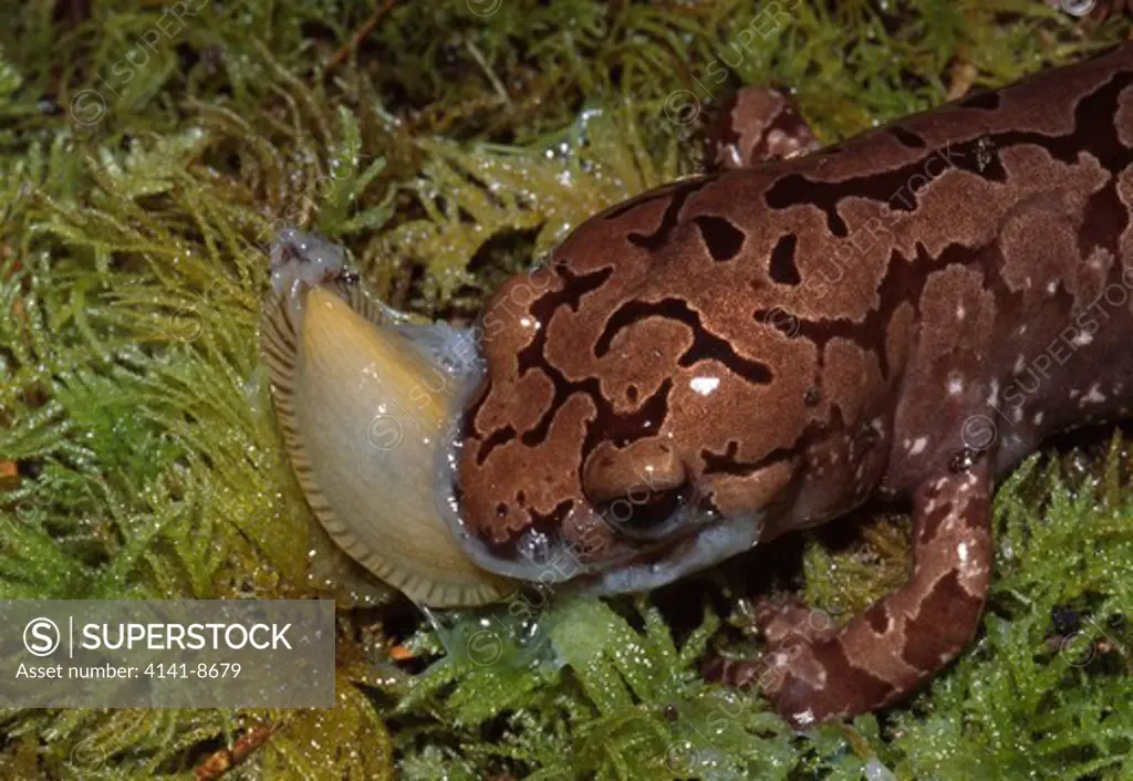 pacific giant salamander dicamptodon ensatus eating banana slug prey northern california, western usa