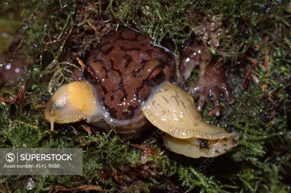pacific giant salamander dicamptodon ensatus eating large banana slug san matee county, california, usa