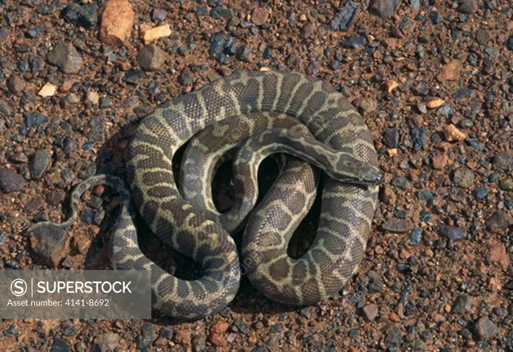 stimson's python female antaresia stimsoni kumarina, western australia.