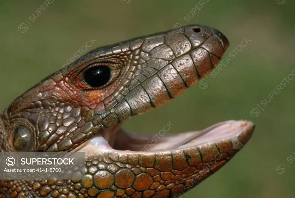 caiman lizard head detail dracaena guianensis rio orosa region, east of iquitos, loreto, peru.