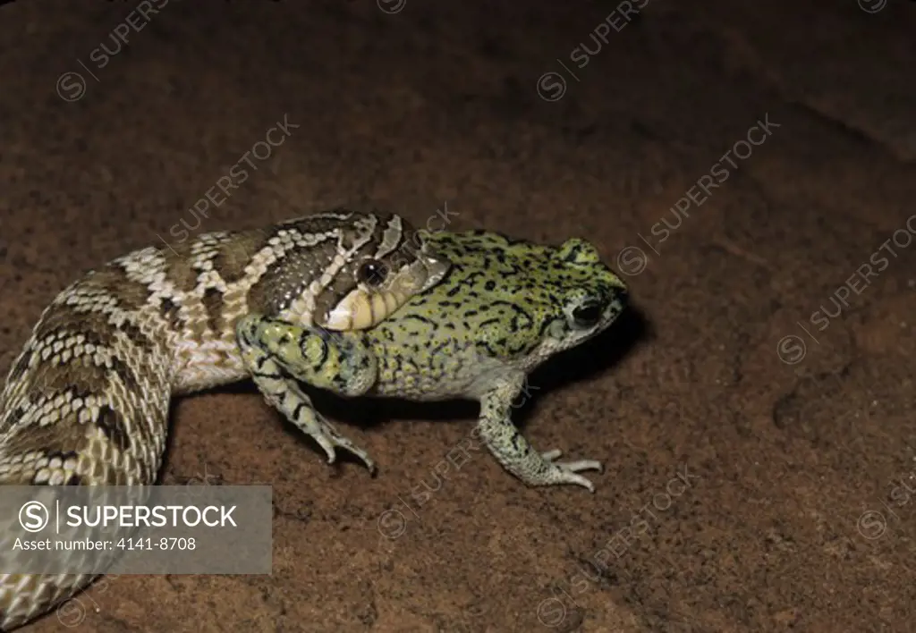mexican hognose snake heterodon nasicus kennerlyi eating bufo debilis. animas, hidalgo county, new mexico 