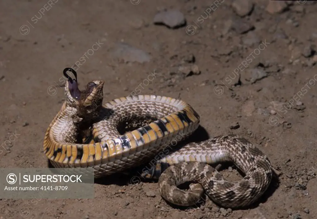 mexican hognose snake heterodon nasicus kennerlyi male feigning death. se of portal, cochise county, arizona. 