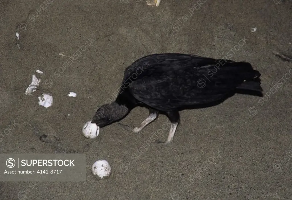 black vulture coragys atratus eating leatherback turtle eggs. grande riviere, ne trinidad, west indies. 